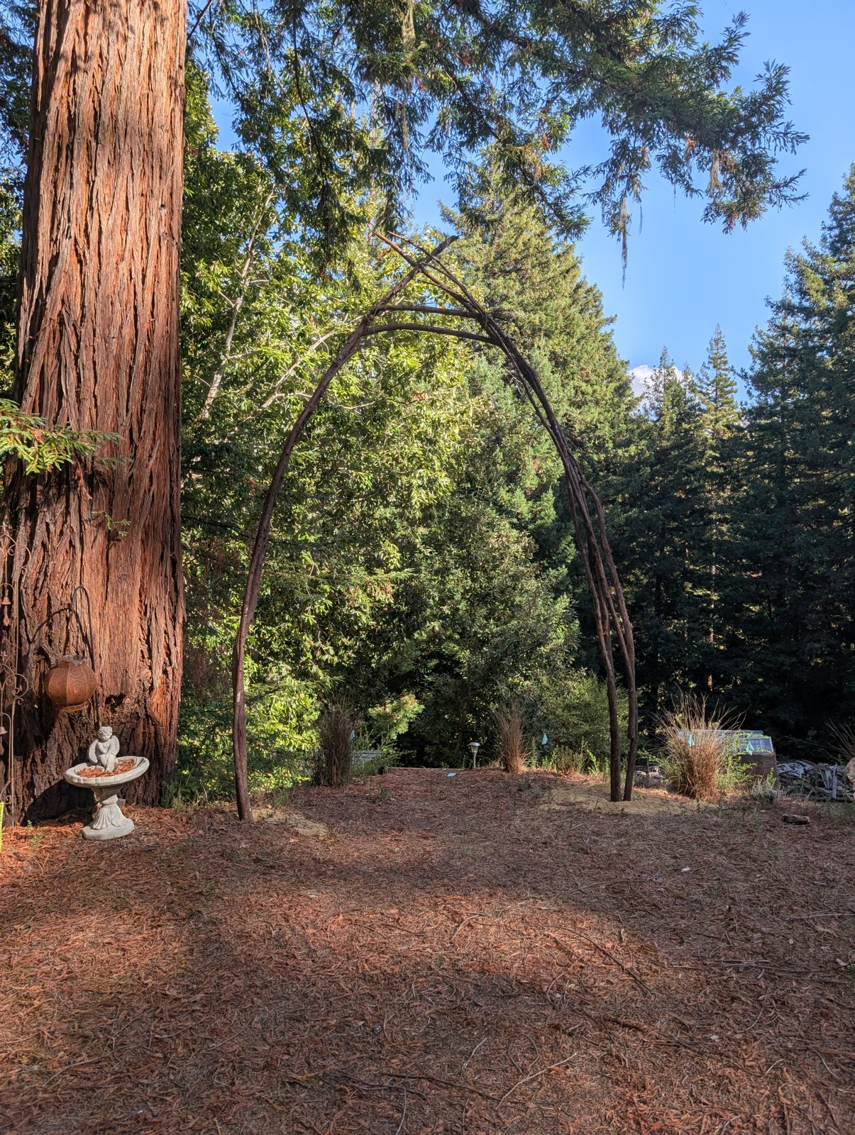 The branch archway, a threshold into the trees