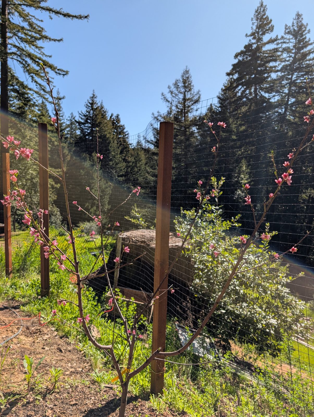 Orchard blossoms against the forest