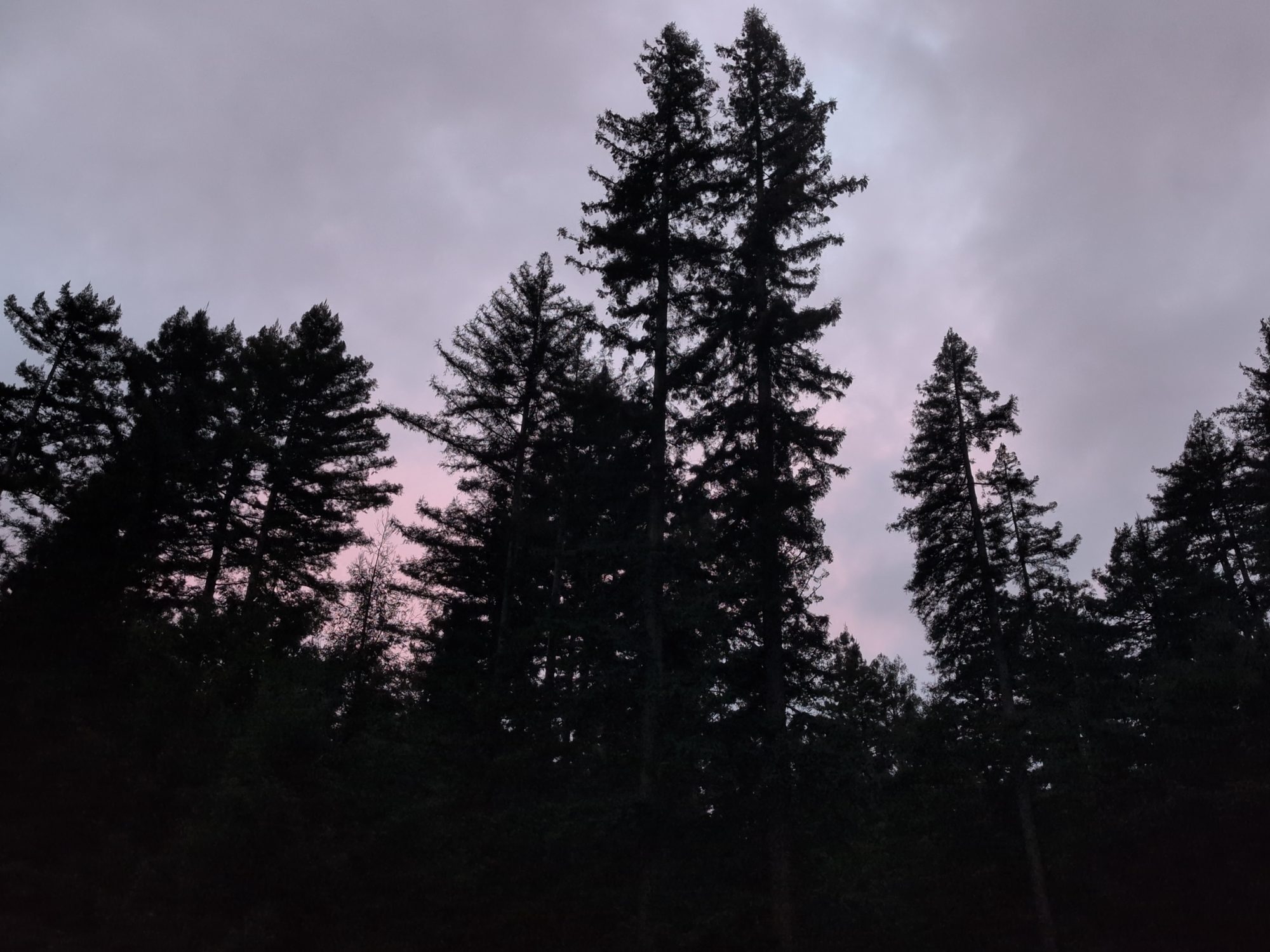 Redwood silhouettes at dusk
