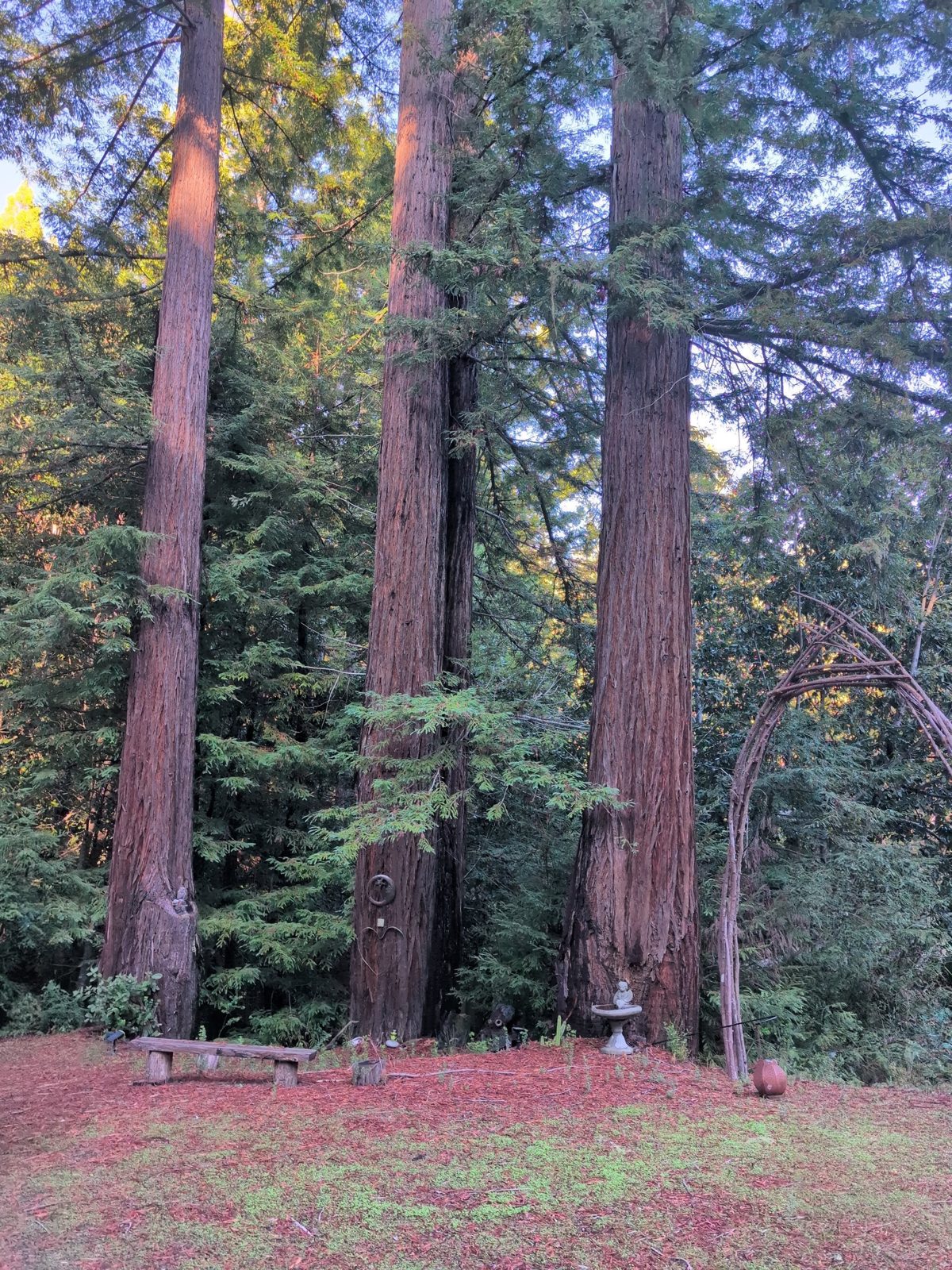 The redwood grove at dusk
