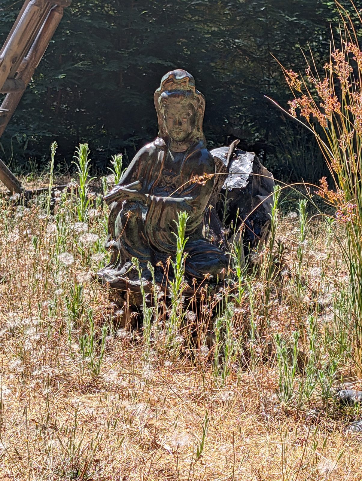 A quiet figure in the meadow grass