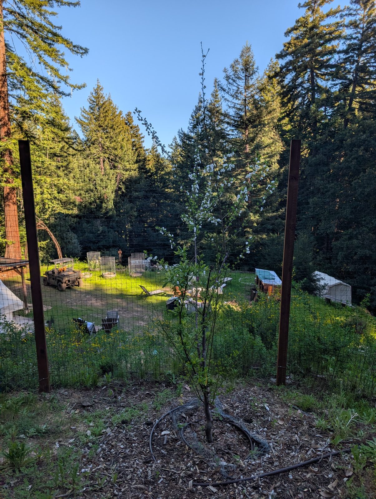 A blossoming fruit tree above the camp