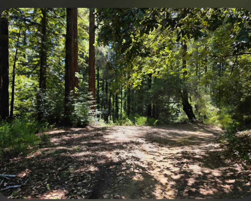 A soft forest trail descending through redwoods and dappled light